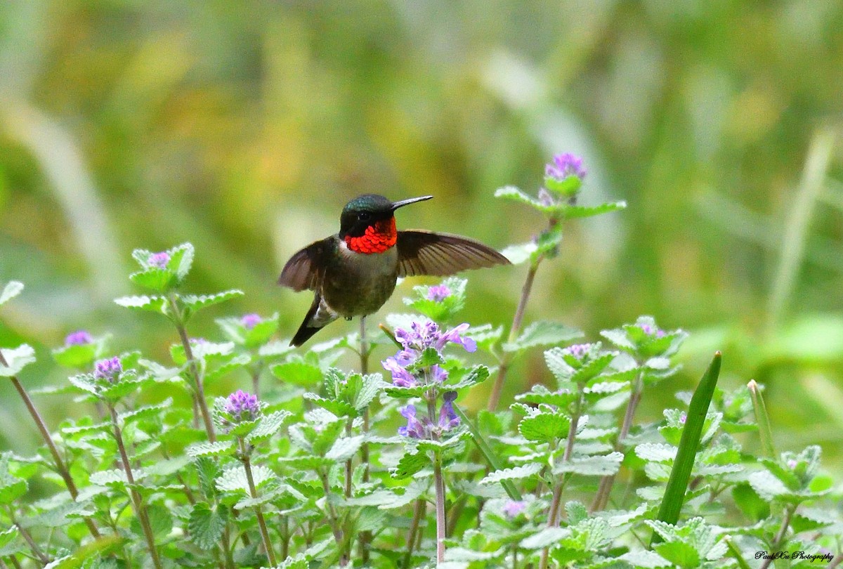 Ruby-throated Hummingbird - Paul Xu
