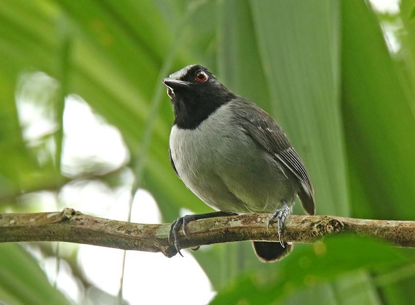 Ash-breasted Antbird - Roger Ahlman