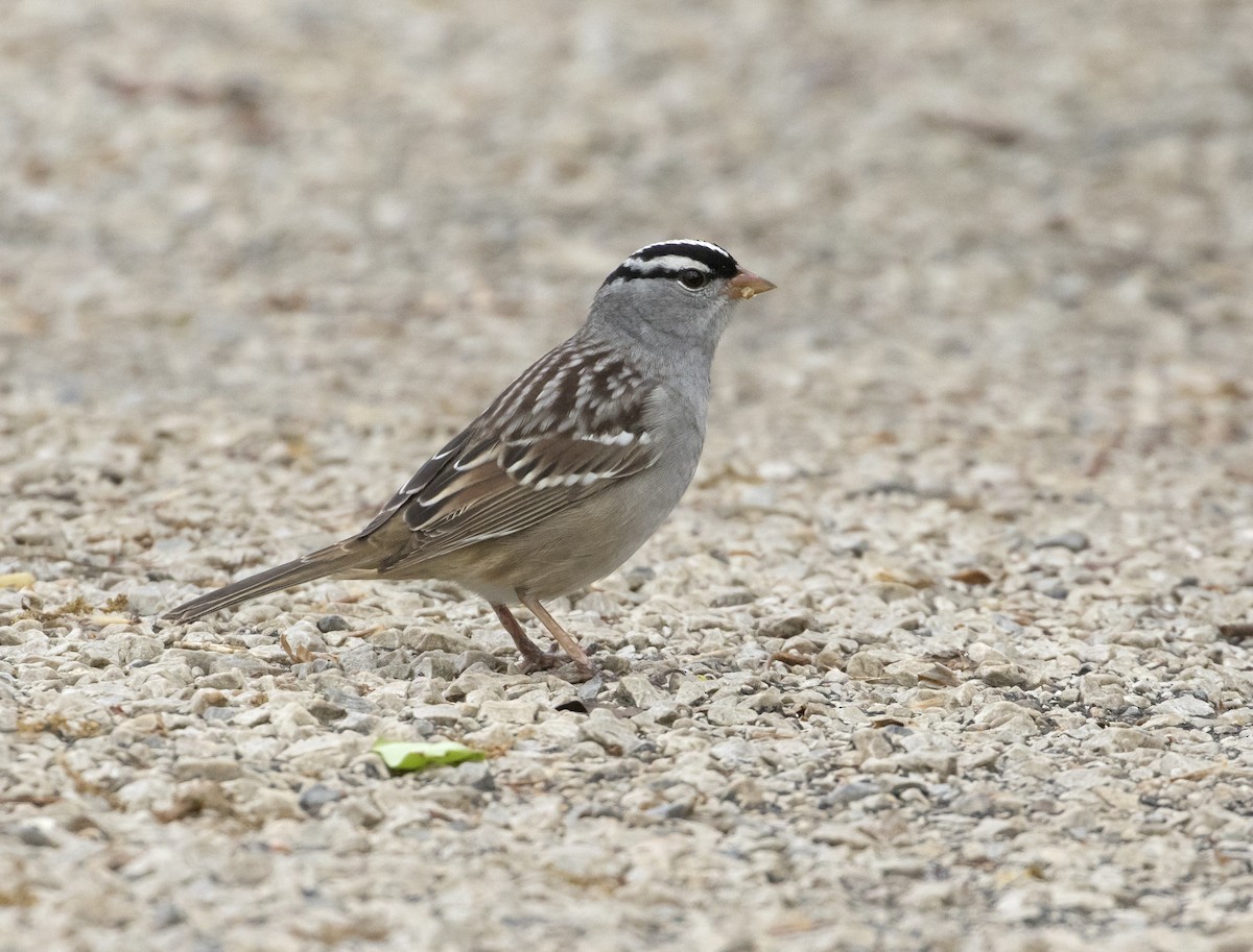 White-crowned Sparrow - Heather Wolf