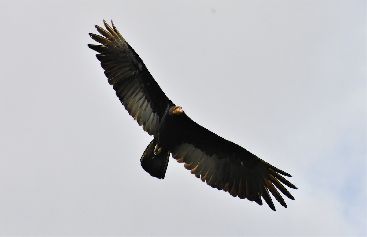 Greater Yellow-headed Vulture - Jeffrey McCrary