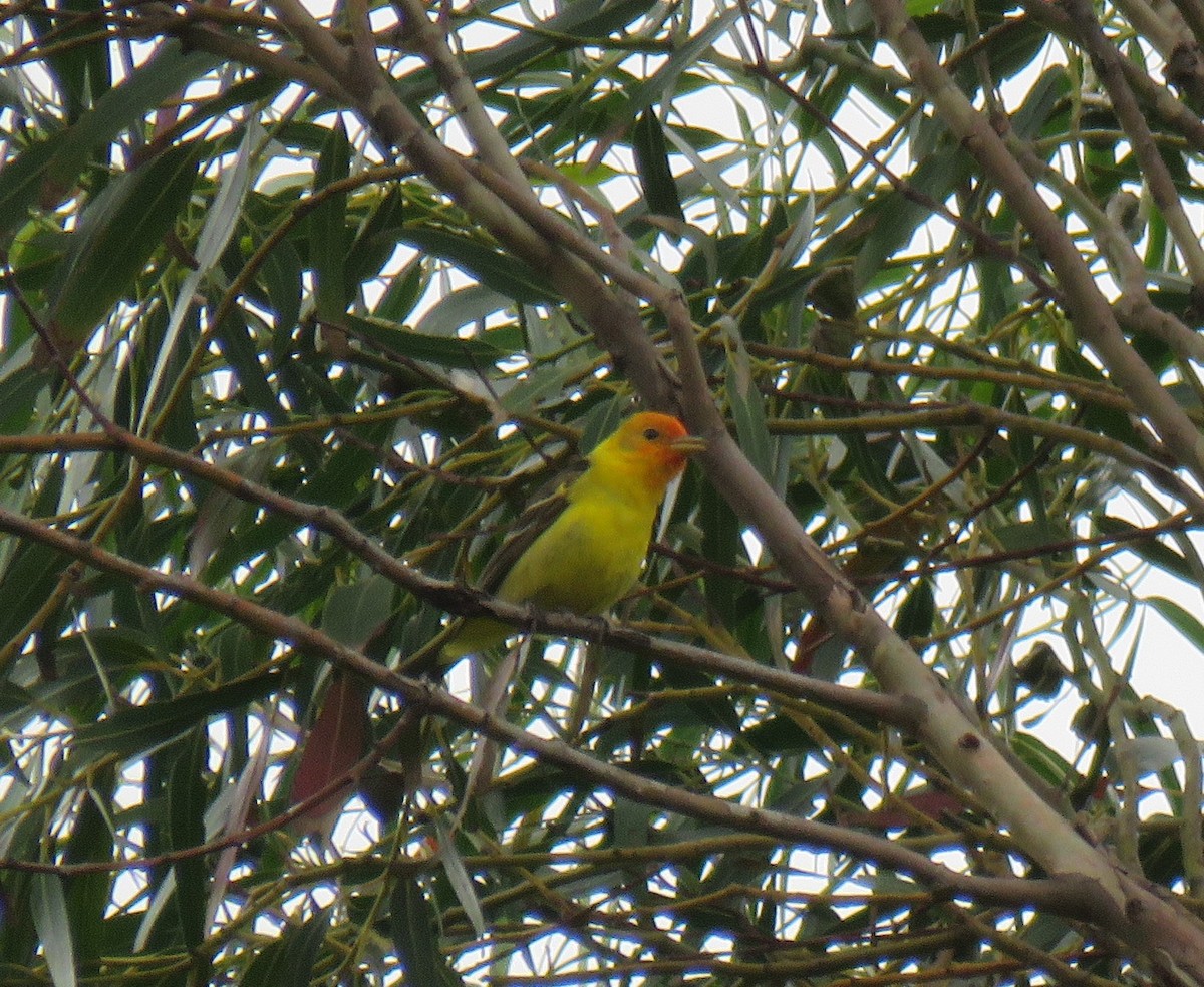 Western Tanager - ML158082001