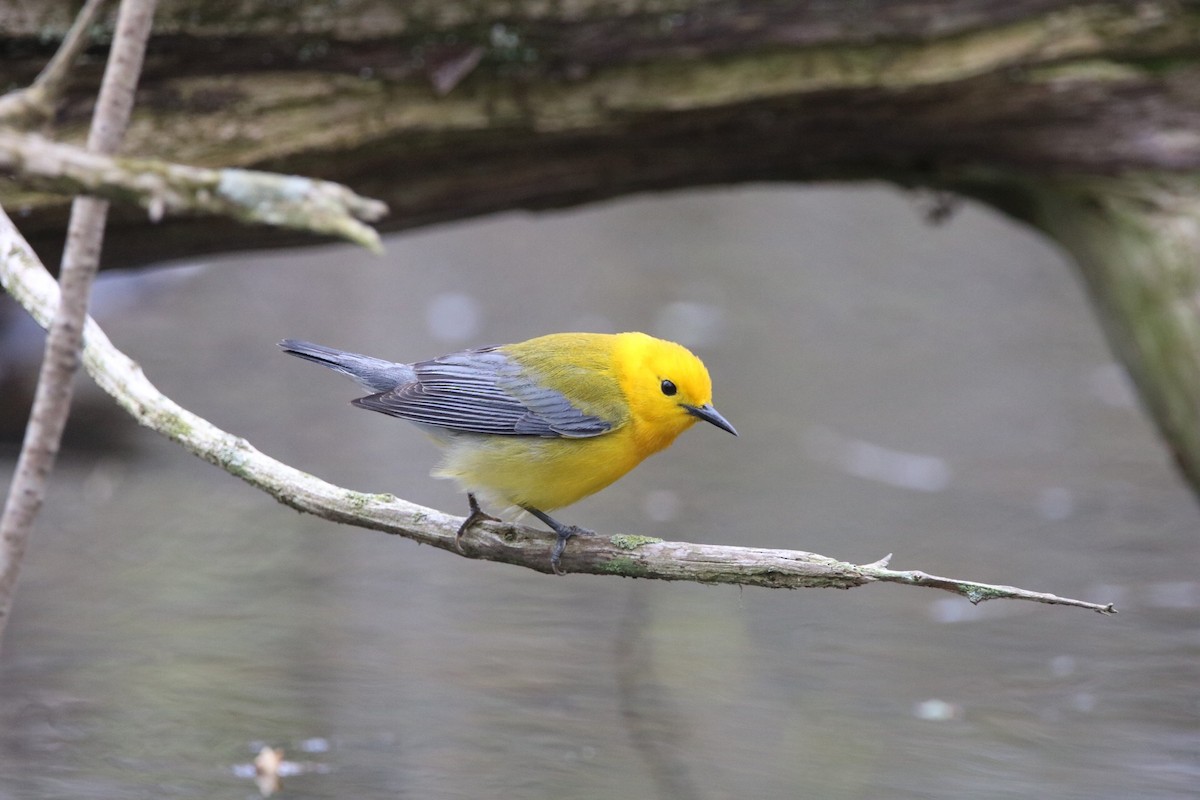 Prothonotary Warbler - ML158082761