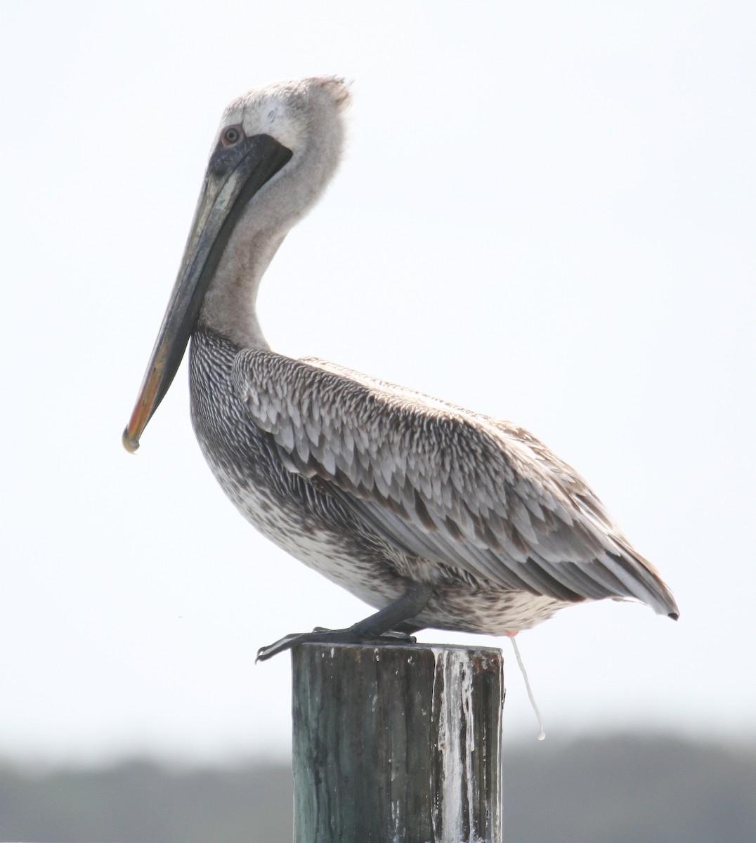 Brown Pelican - Bob Stymeist