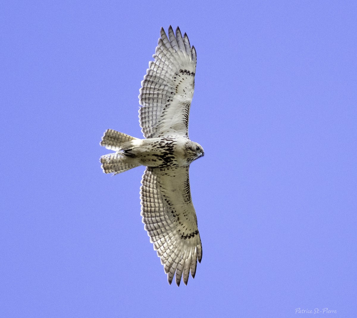 Red-tailed Hawk - Patrice St-Pierre