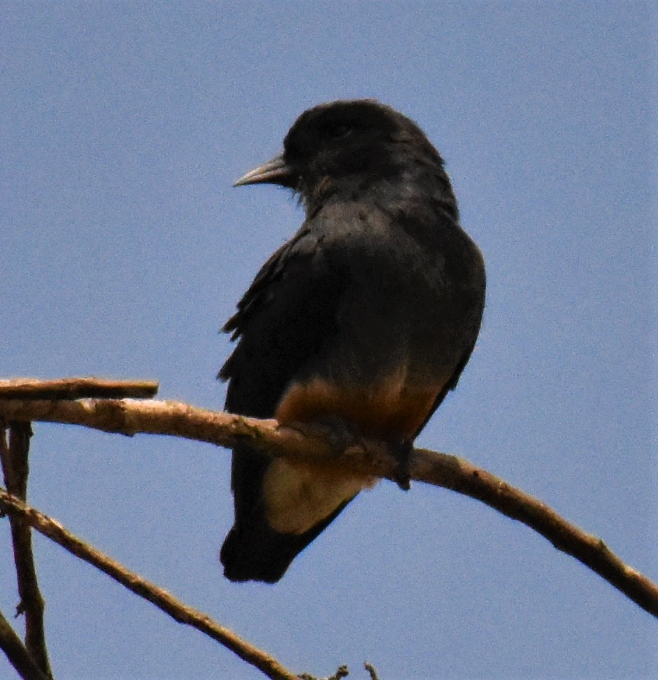 Swallow-winged Puffbird - Jeffrey McCrary