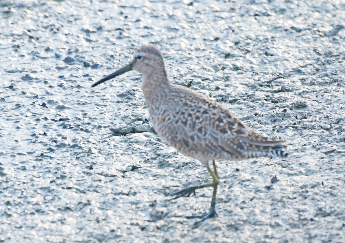 Long-billed Dowitcher - ML158084891