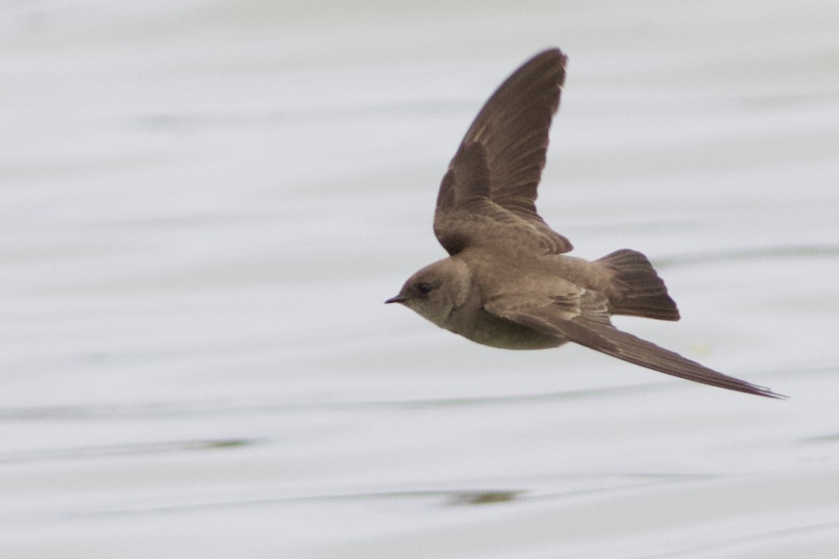 Northern Rough-winged Swallow - ML158085161
