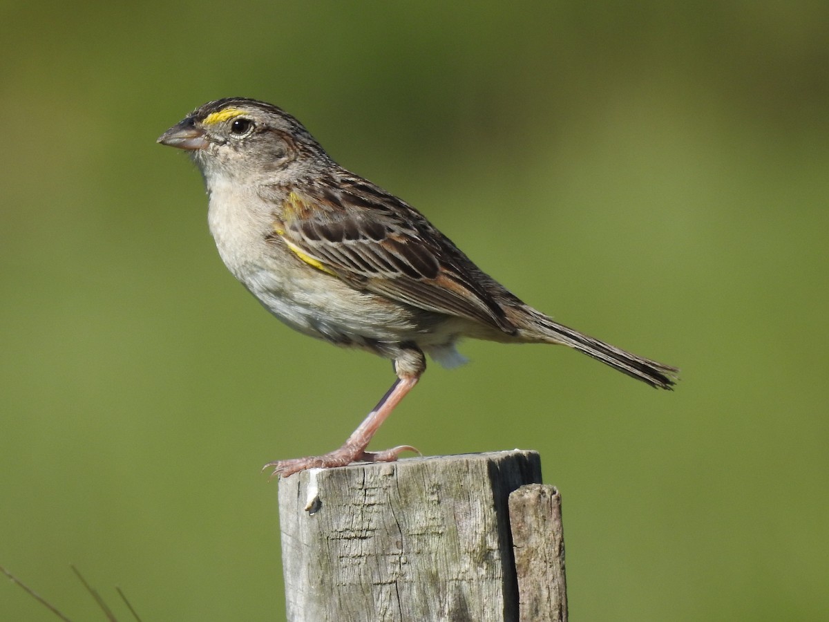 Grassland Sparrow - ML158092301