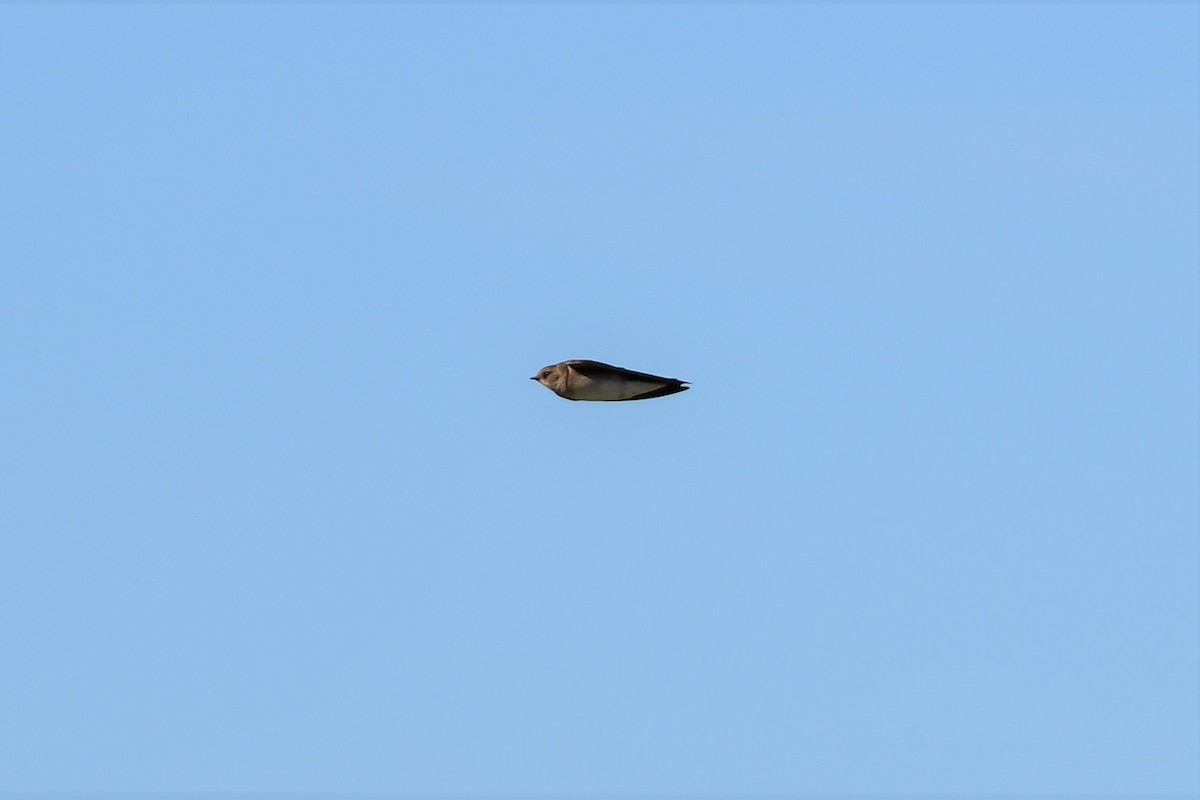 Northern Rough-winged Swallow - ML158093911