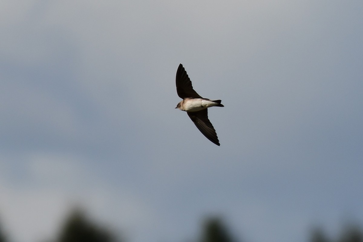 Northern Rough-winged Swallow - ML158093931