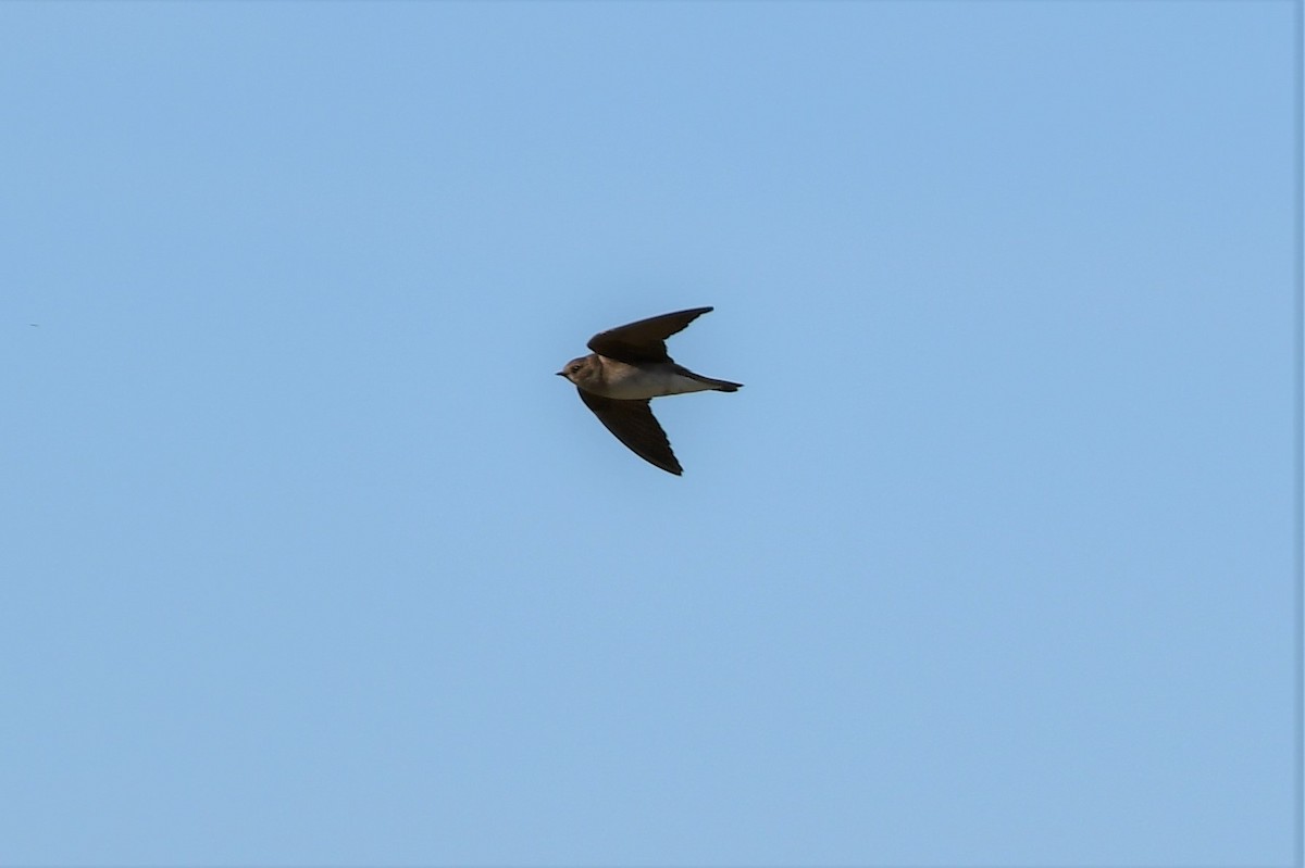 Northern Rough-winged Swallow - ML158094011