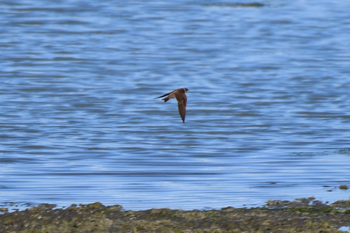 Northern Rough-winged Swallow - ML158094031
