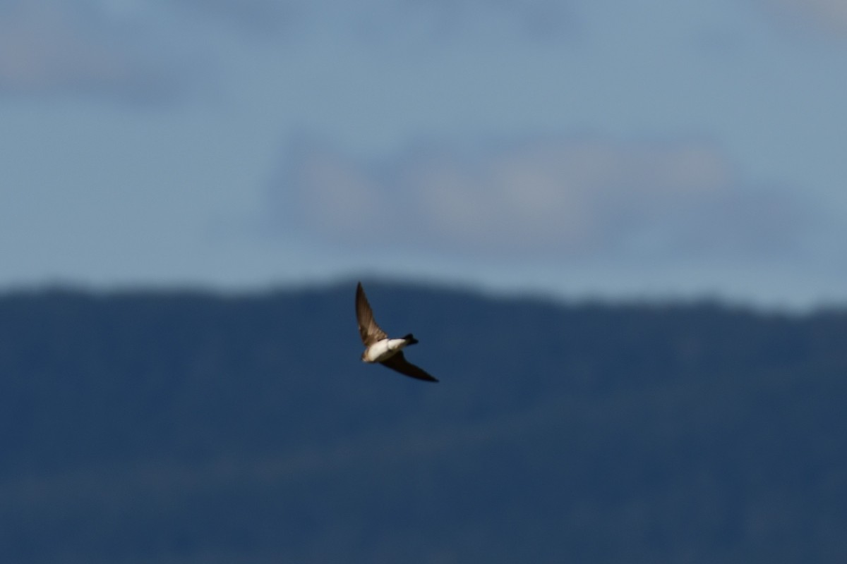 Northern Rough-winged Swallow - ML158094091