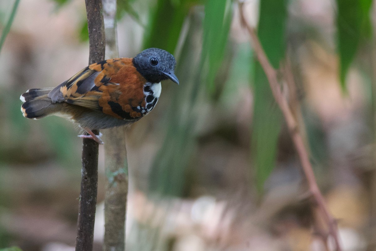 Spotted Antbird - ML158096641