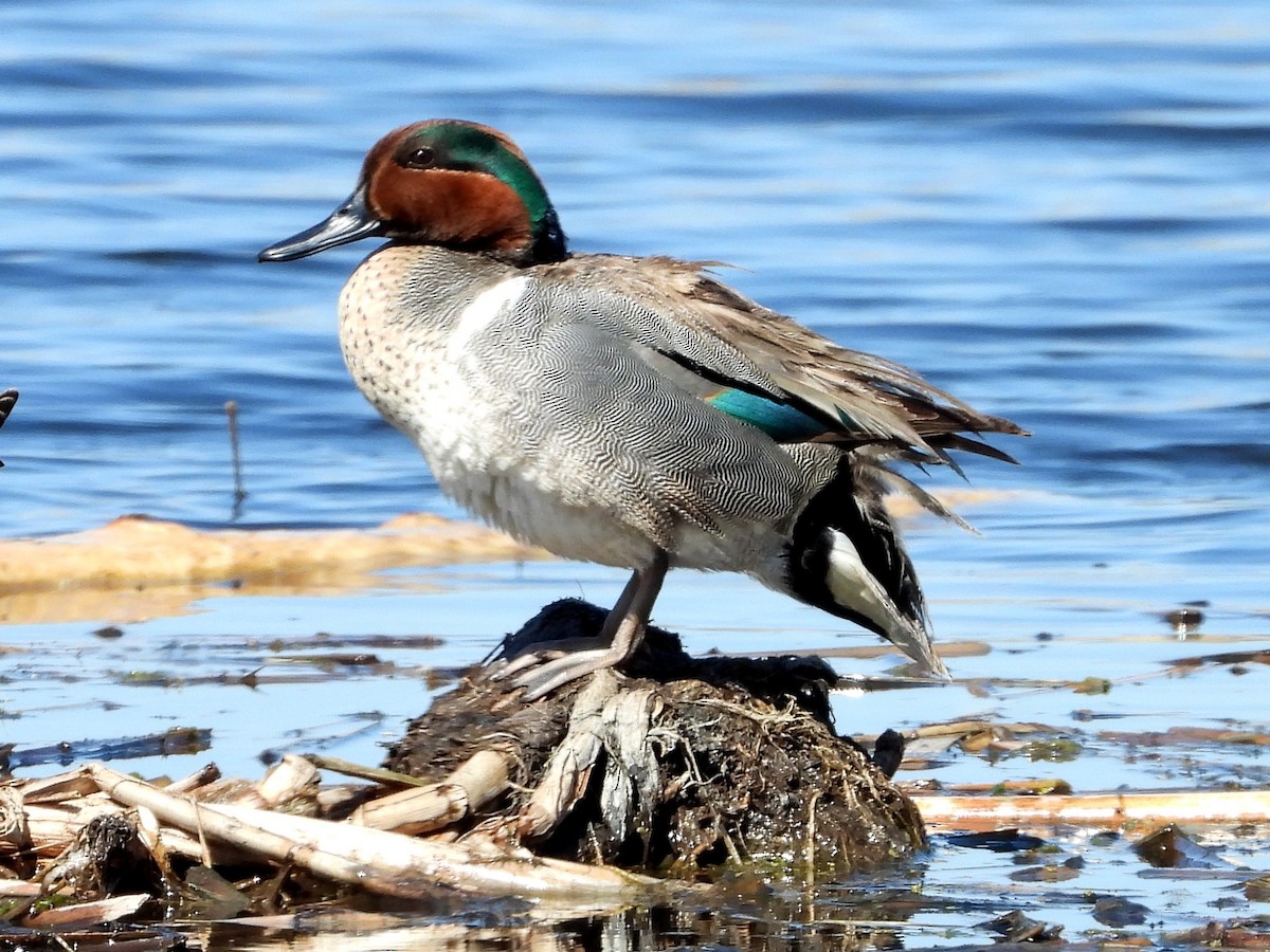 Green-winged Teal - Ted Hogg