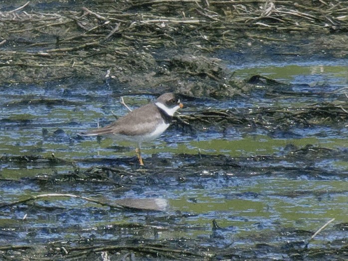 Semipalmated Plover - Dina Perry