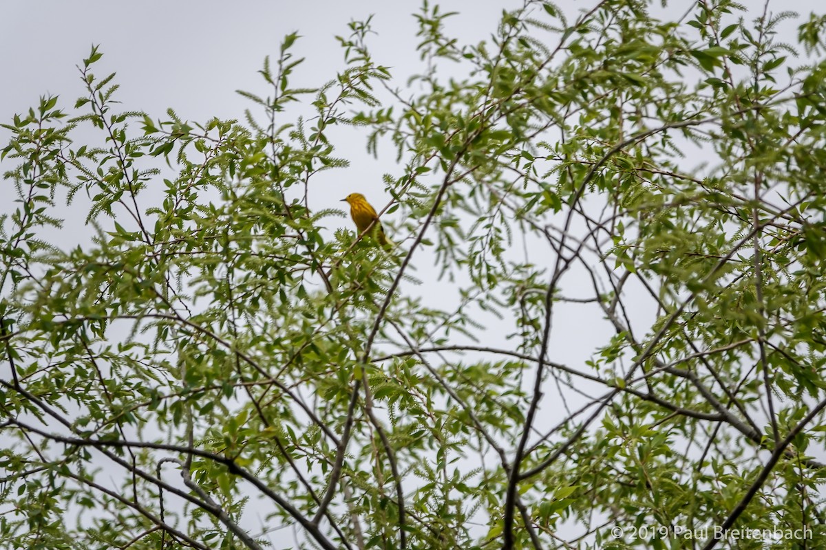 Yellow Warbler - Paul Breitenbach