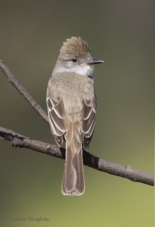 Ash-throated Flycatcher - laura hughes