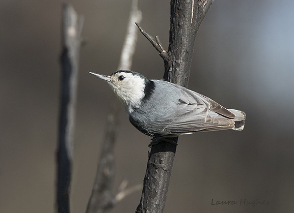 White-breasted Nuthatch - laura hughes