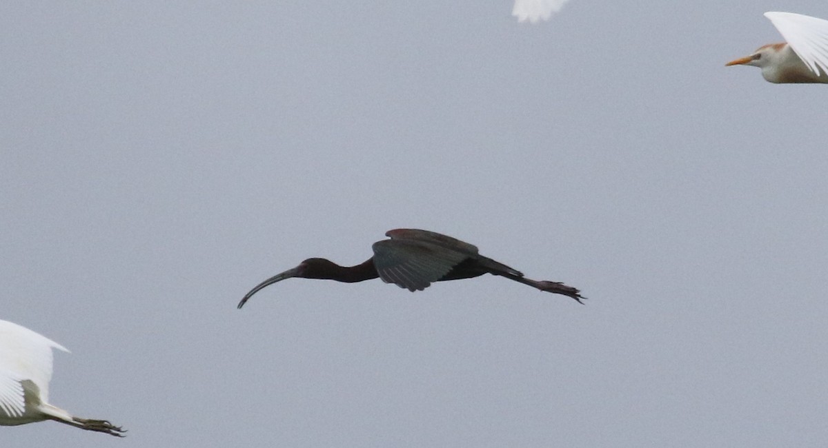 White-faced Ibis - Bruce  Purdy