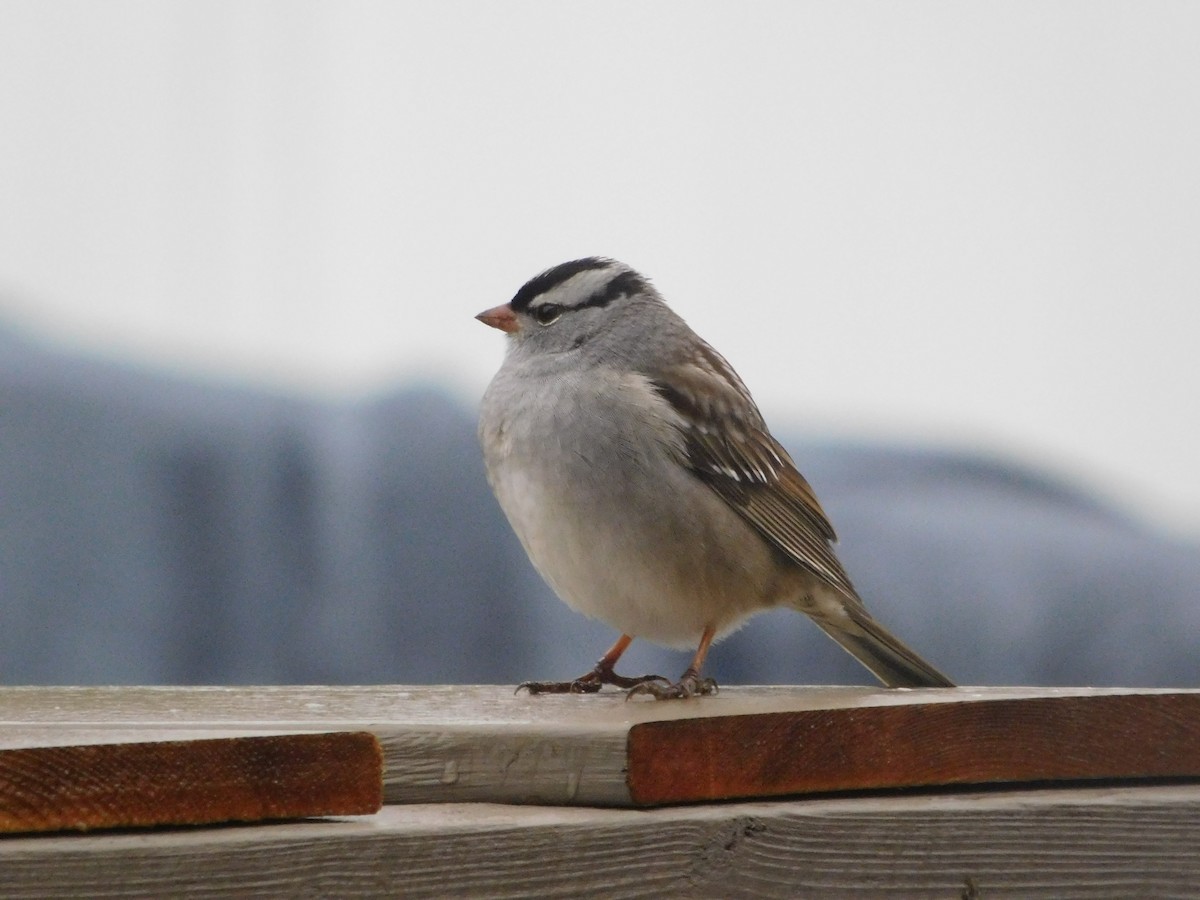White-crowned Sparrow - Abby Ciona