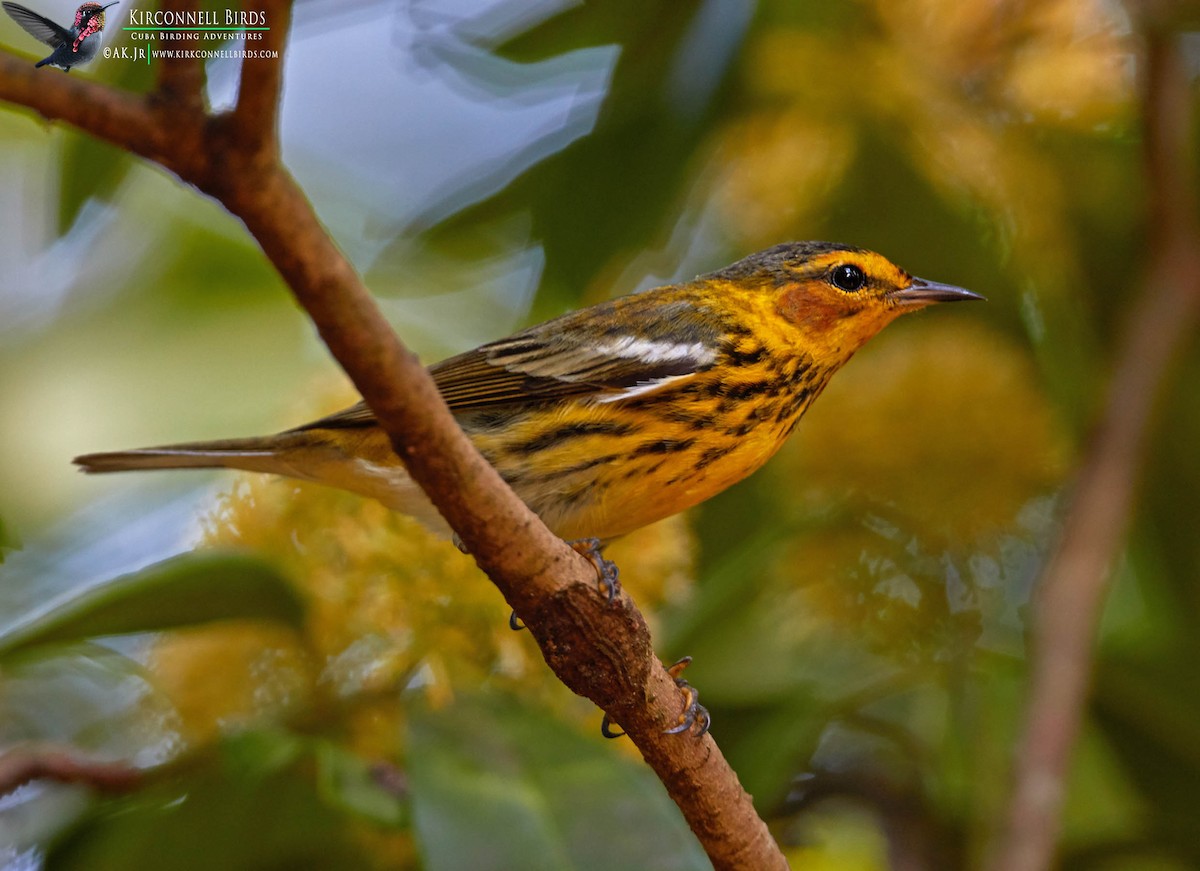 Cape May Warbler - ML158111321