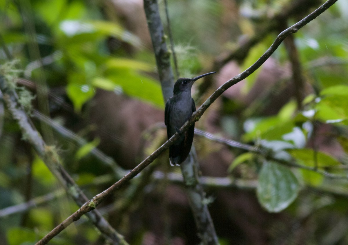 Gray-breasted Sabrewing - ML158112571