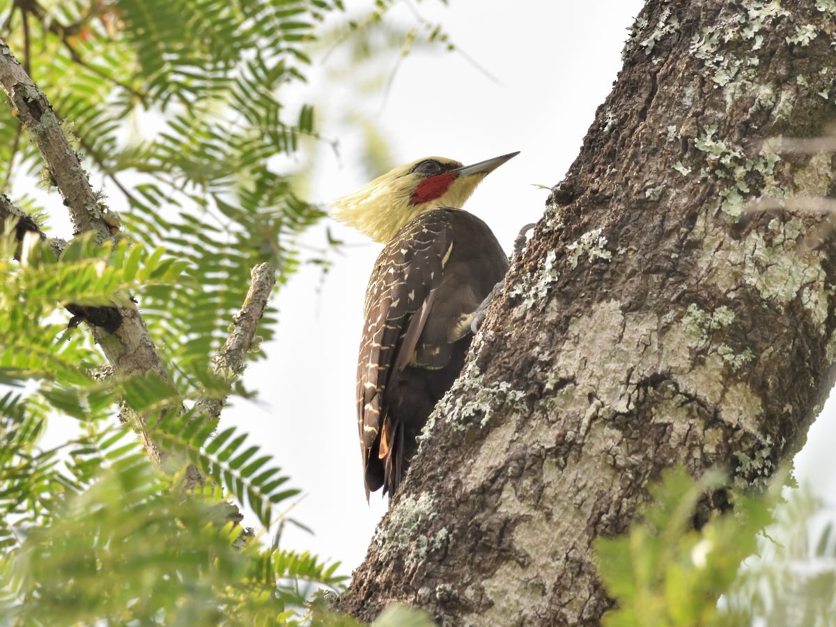 Pale-crested Woodpecker - Victor Hugo Michelini