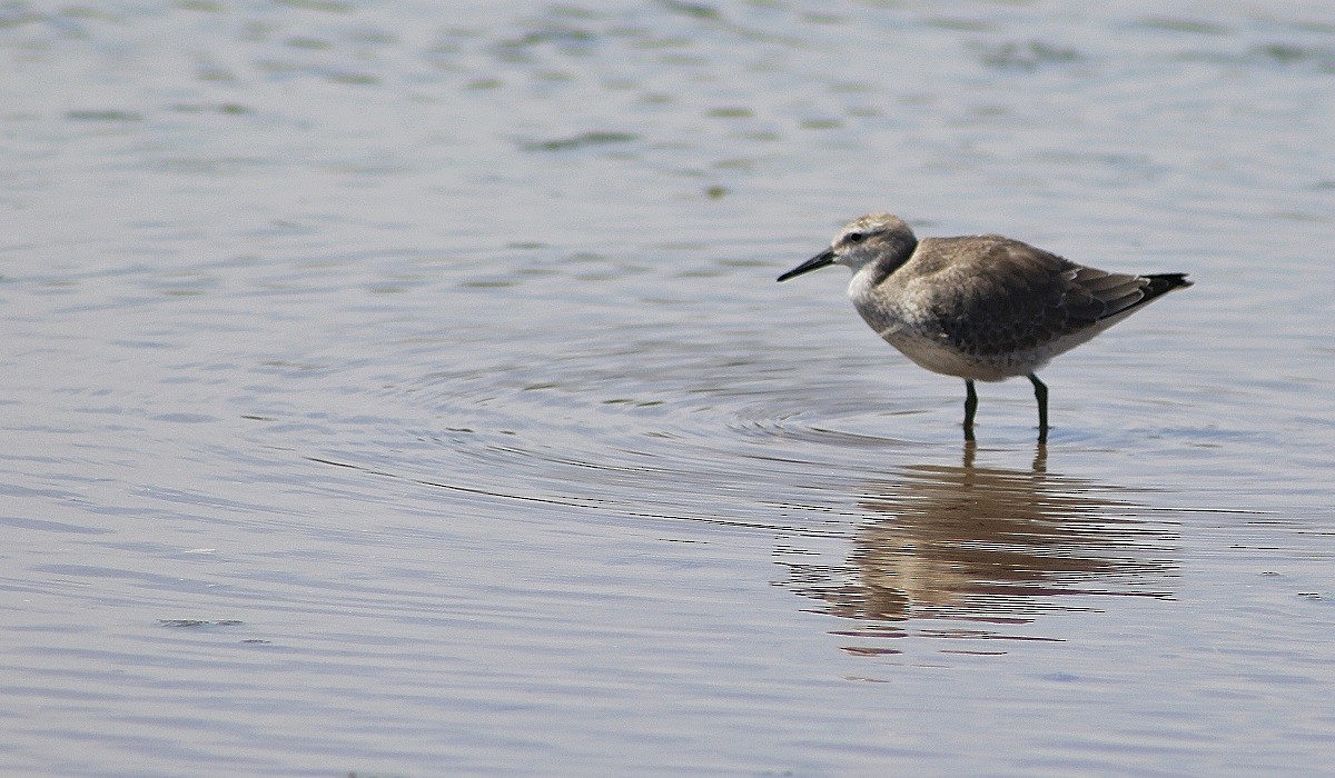 Red Knot - ML158117031