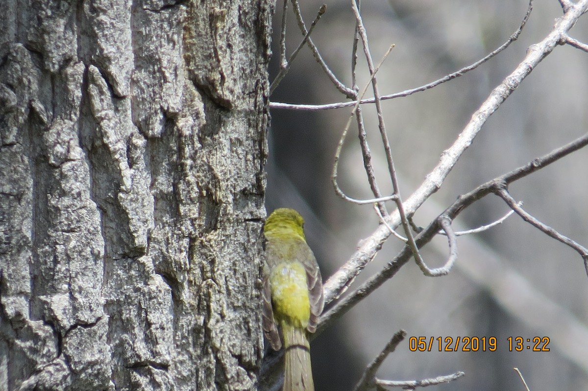 Orchard Oriole - ML158123271
