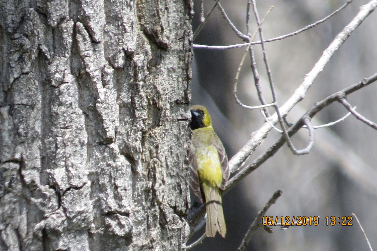 Orchard Oriole - ML158123291