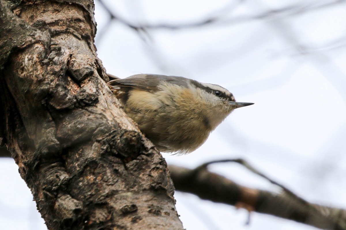 Red-breasted Nuthatch - ML158124341