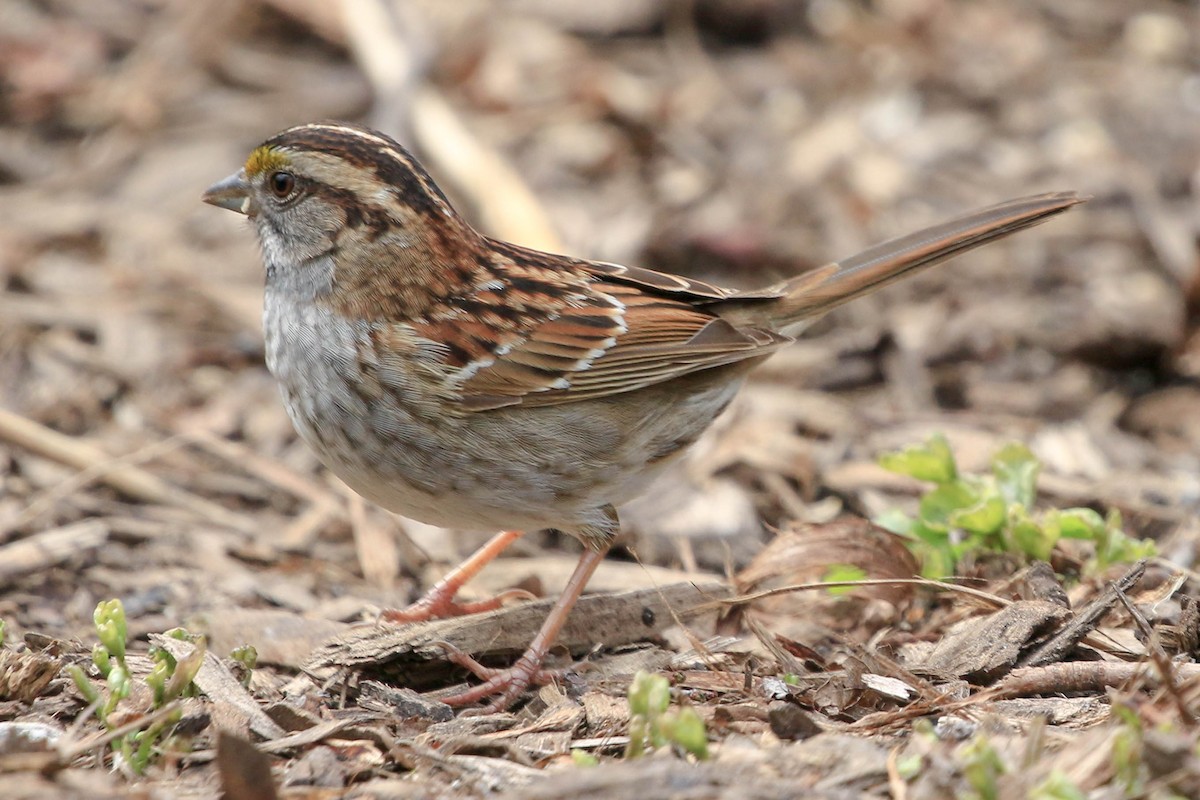 White-throated Sparrow - ML158124561