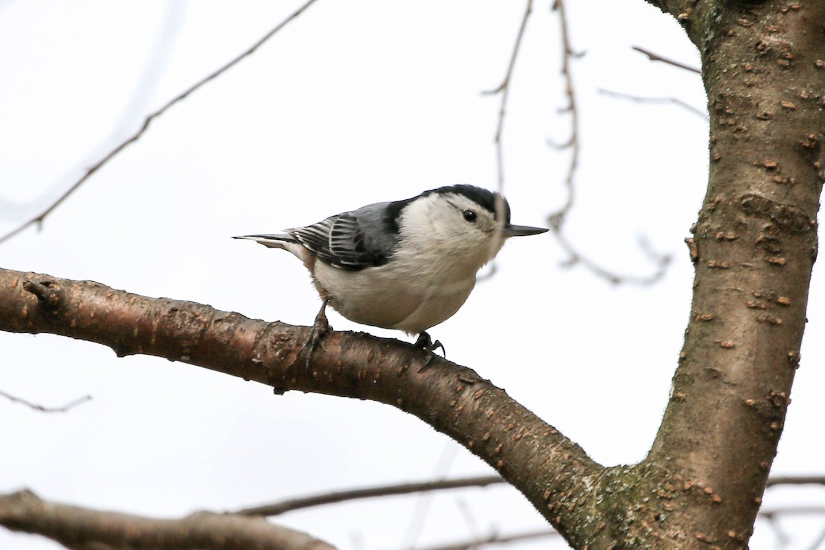 White-breasted Nuthatch - ML158124701