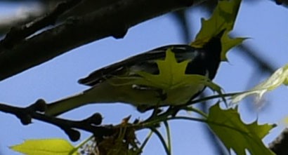 Black-throated Green Warbler - Jeremy Cohen