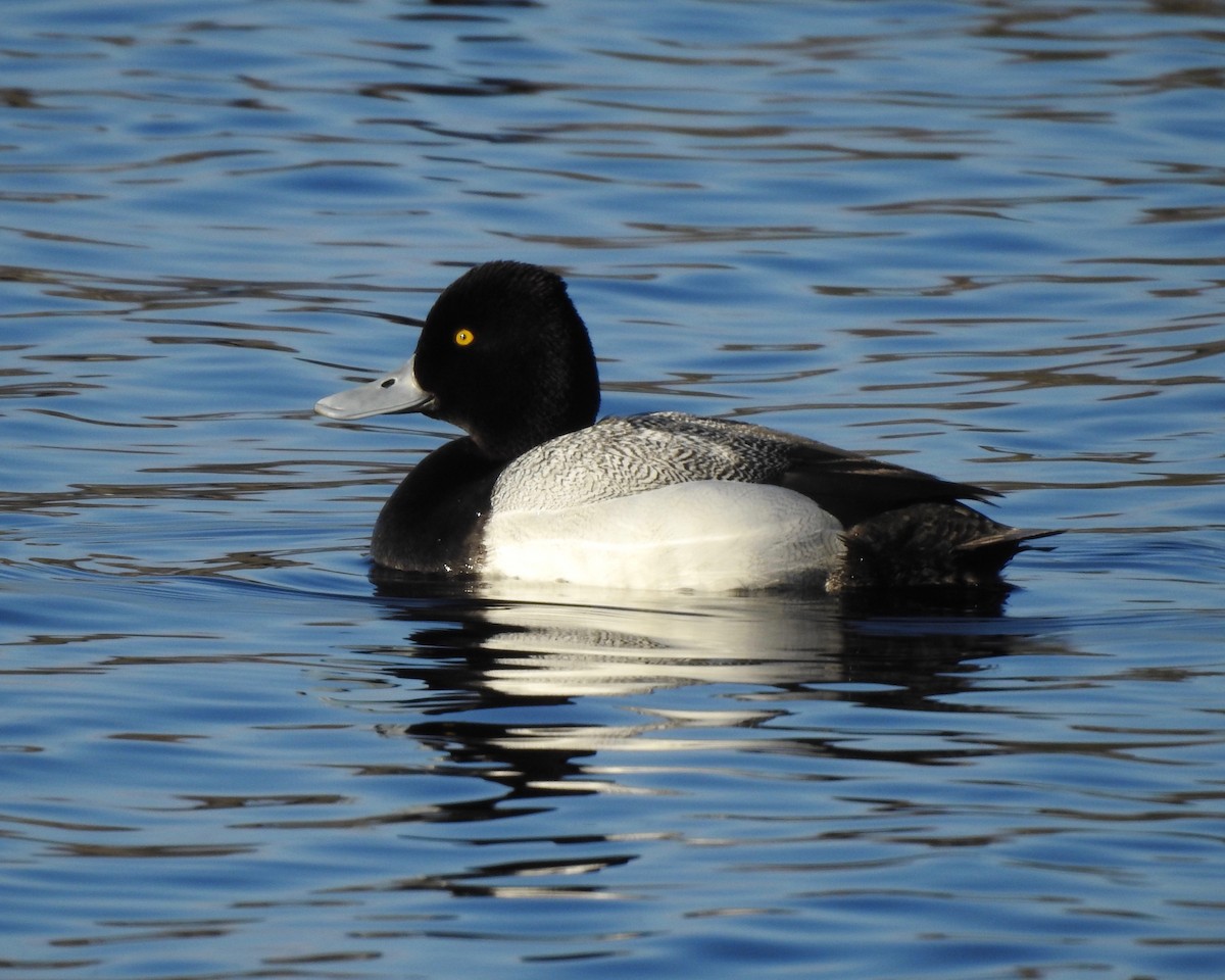 Lesser Scaup - Larry Waddell