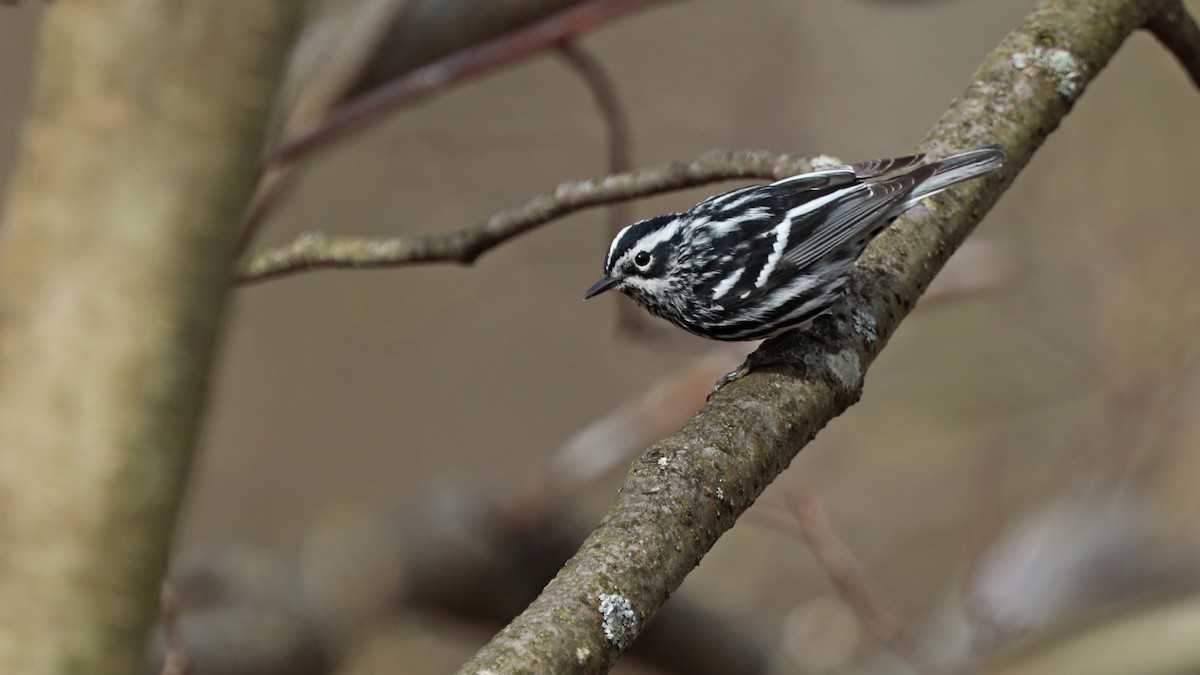 Black-and-white Warbler - ML158133271