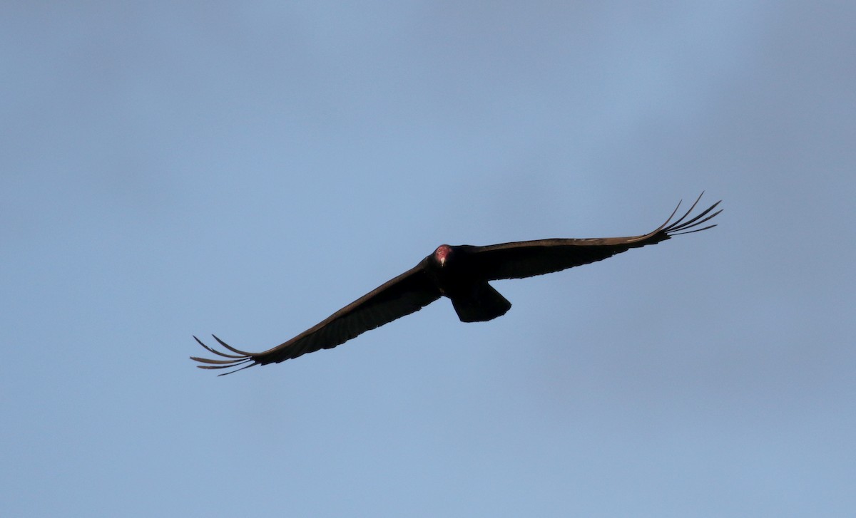 Turkey Vulture - ML158133611
