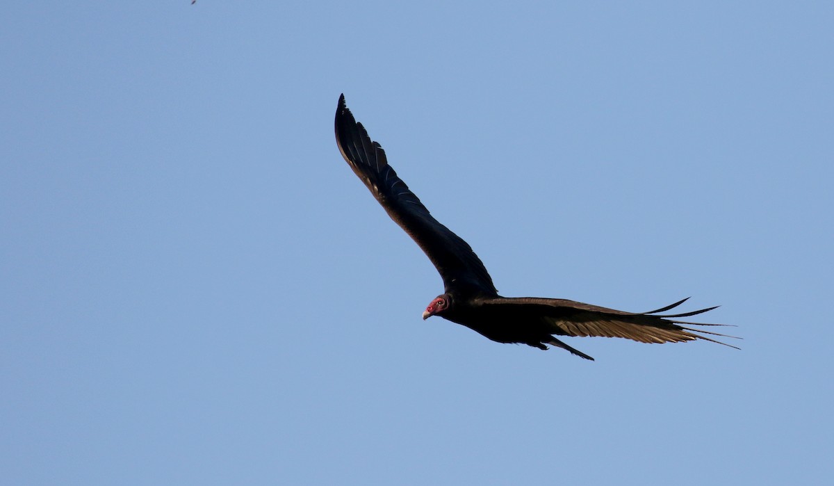 Turkey Vulture - ML158133621