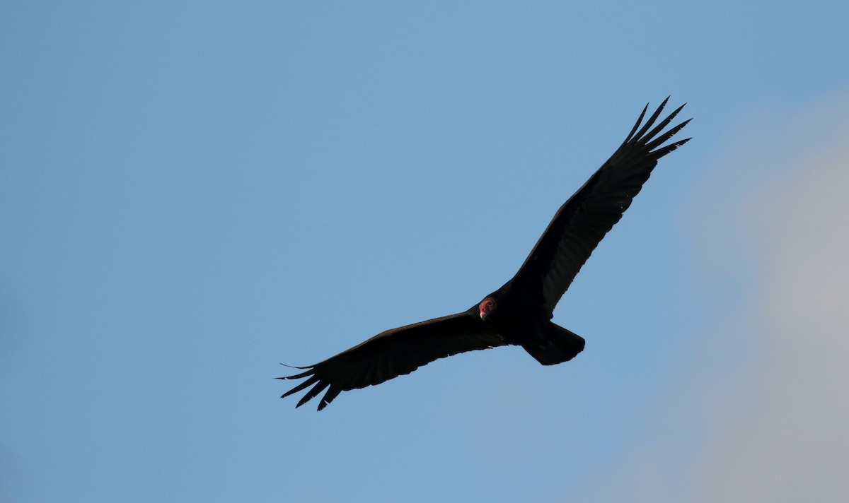 Turkey Vulture - ML158133631