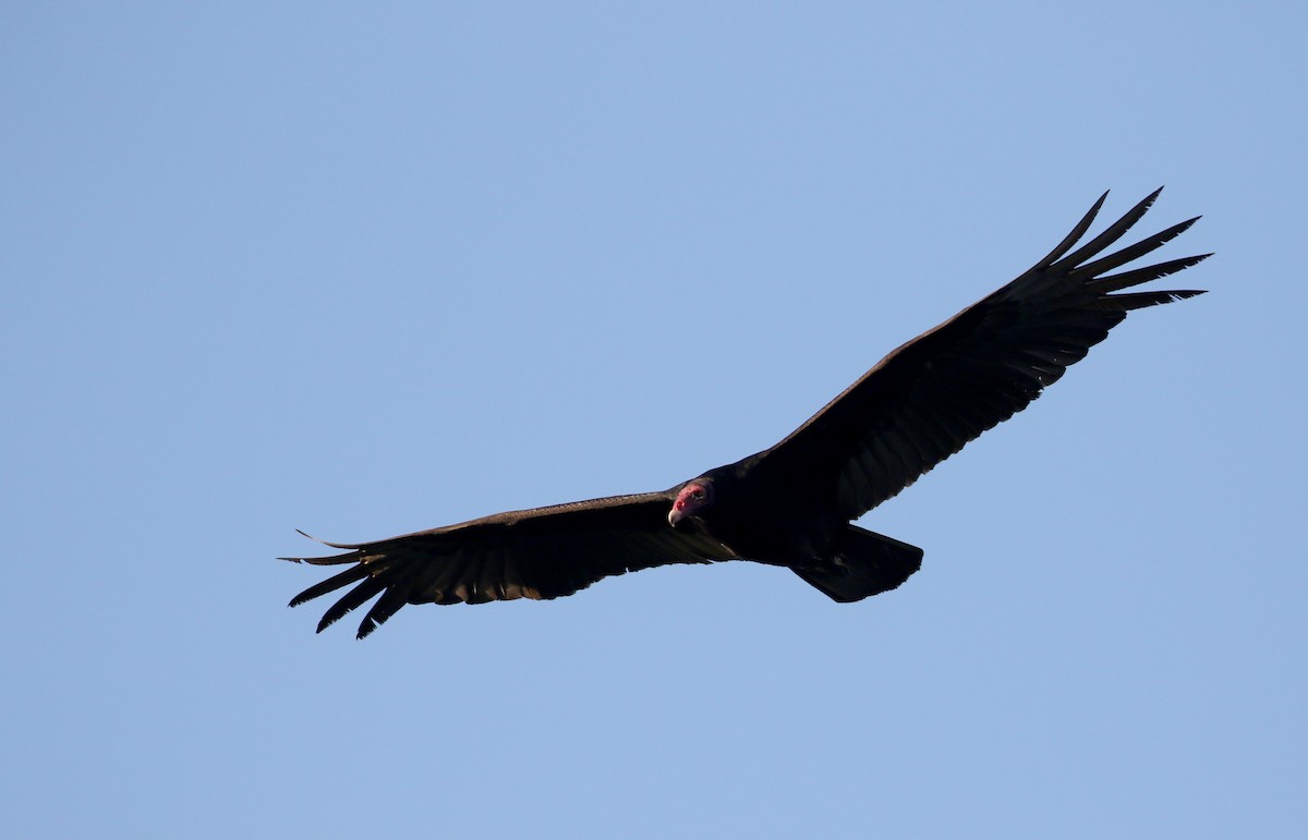 Turkey Vulture - ML158133741