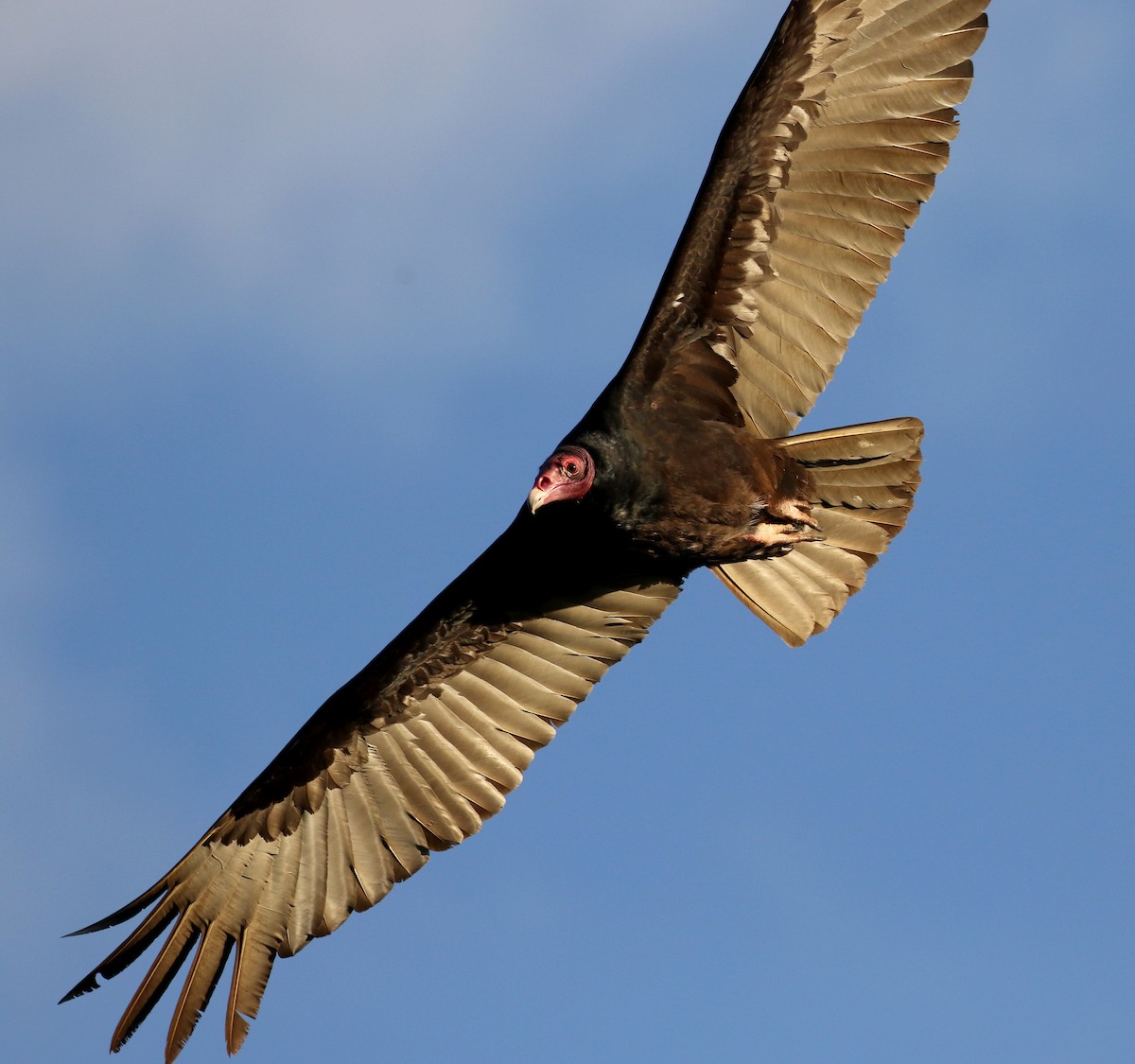 Turkey Vulture - ML158133901
