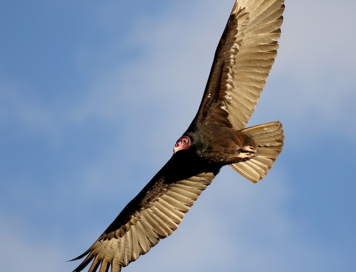 Turkey Vulture - ML158133991