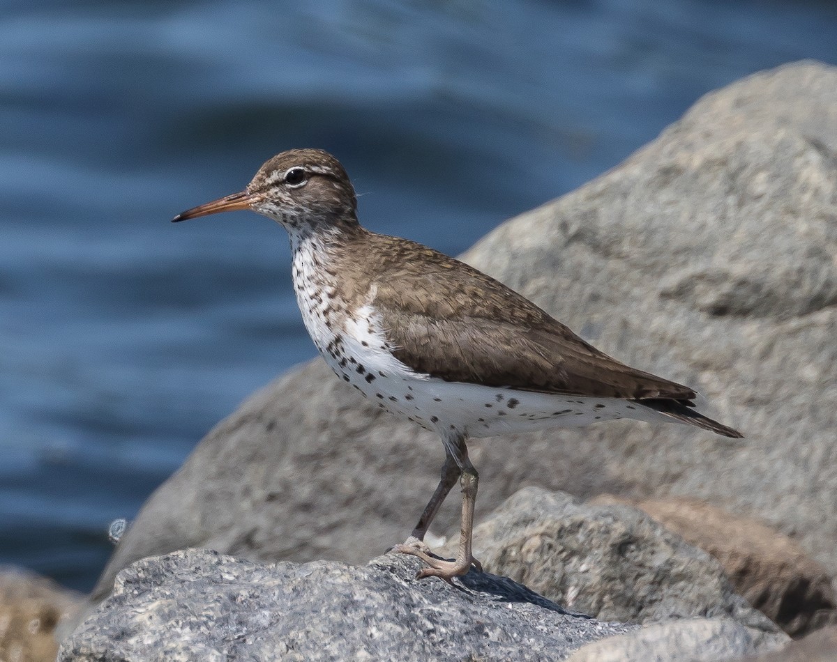 Spotted Sandpiper - Robert Doster