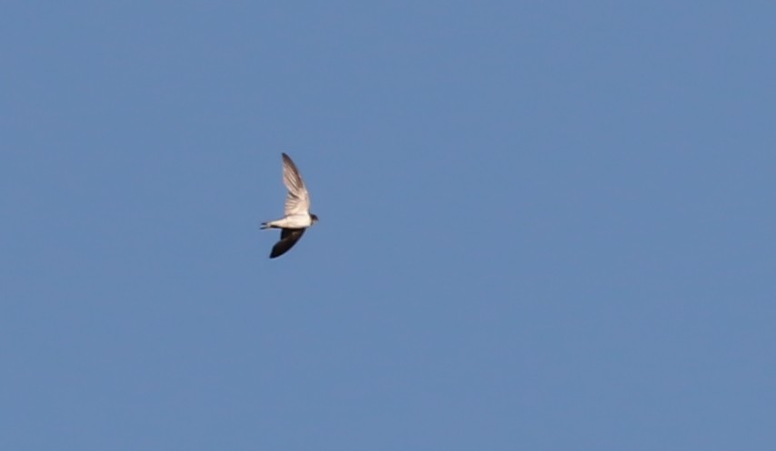 Barn Swallow (American) - ML158135761