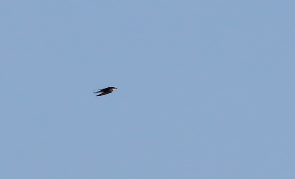 Barn Swallow (American) - ML158135771