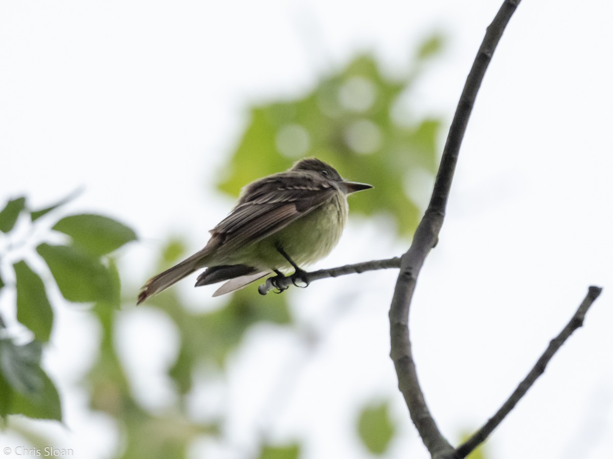 Great Crested Flycatcher - ML158136581