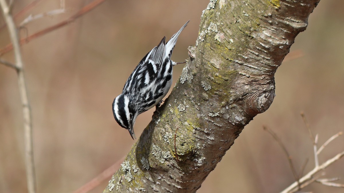 Black-and-white Warbler - ML158140971
