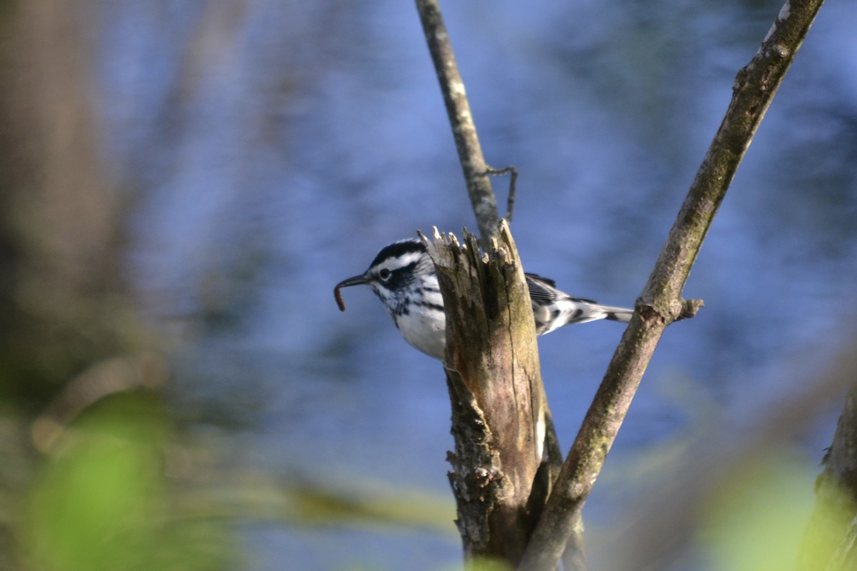 Black-and-white Warbler - ML158141341