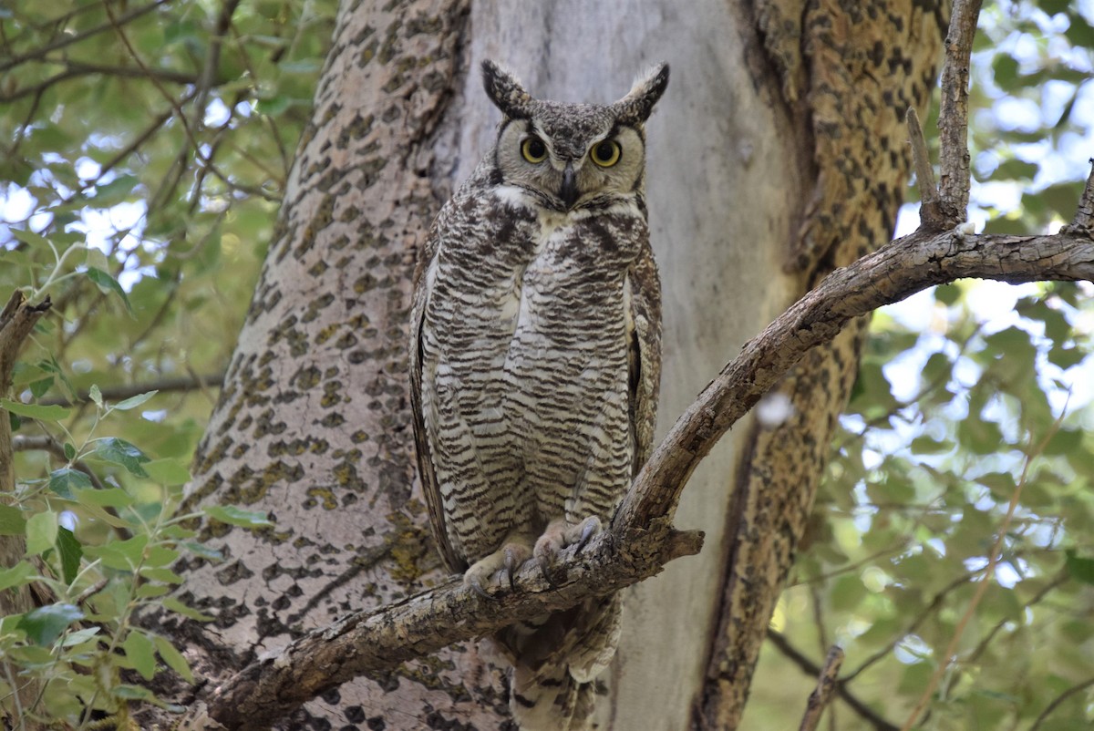 Great Horned Owl - ML158141971